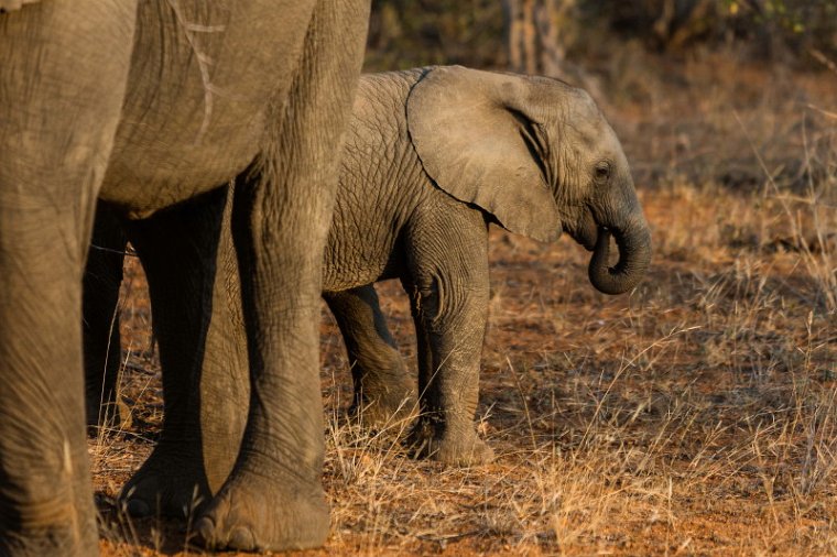 025 Timbavati Private Game Reserve, olifant.jpg